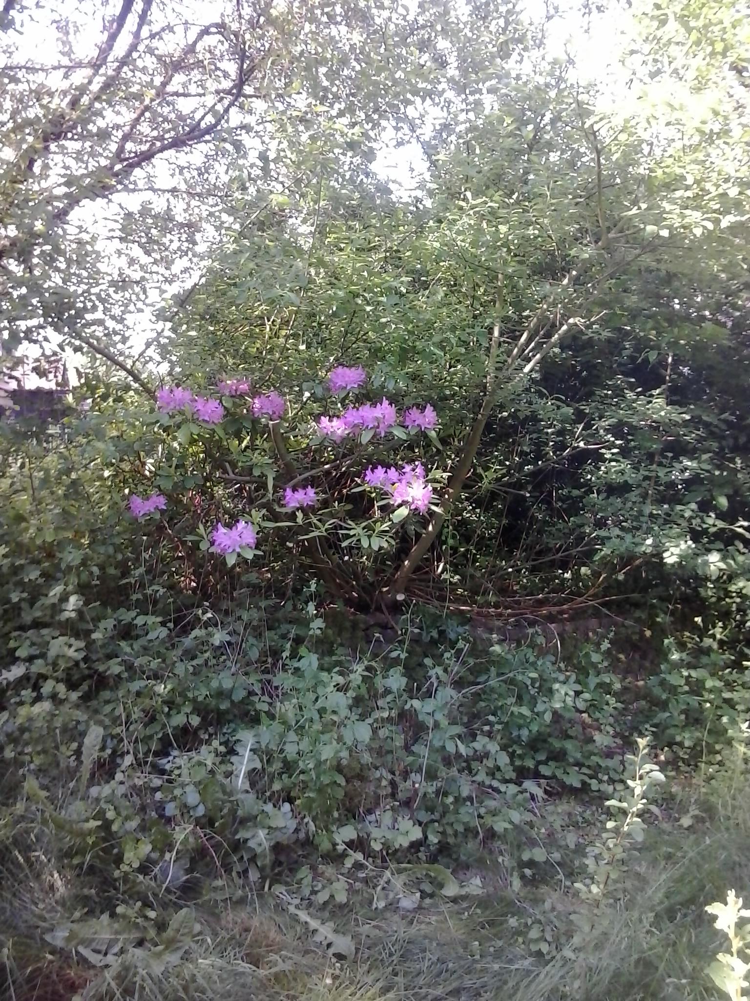 Gartennutzung mit Grillplatz für 25 Personen