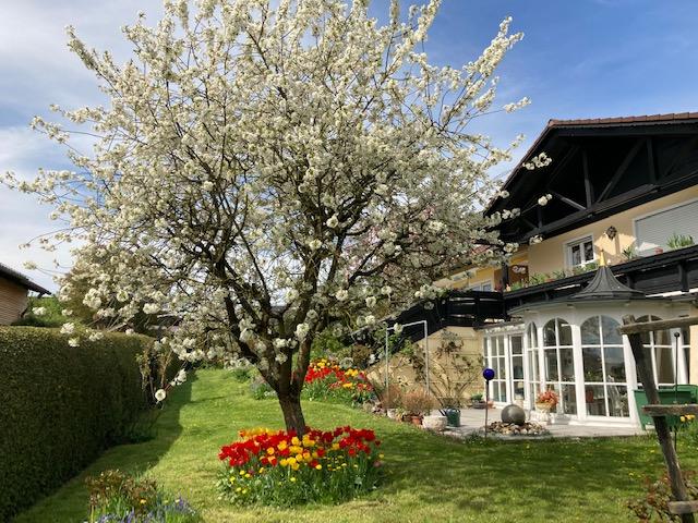 Ansicht Balkon und Blumenhaus, vorne: Kirschbaum (Sauerkirschen)