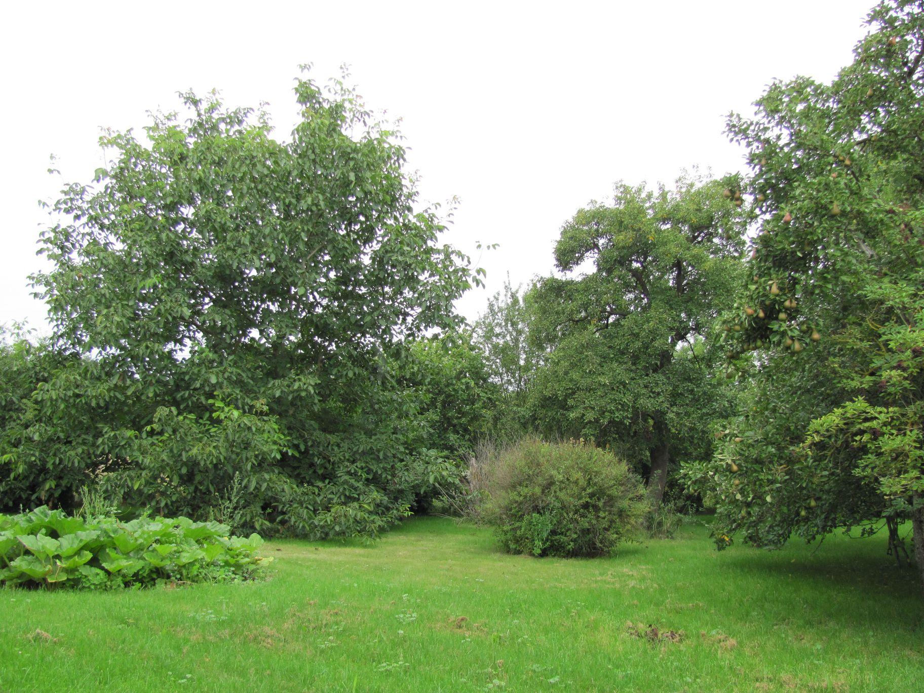 Obstgarten.JPG