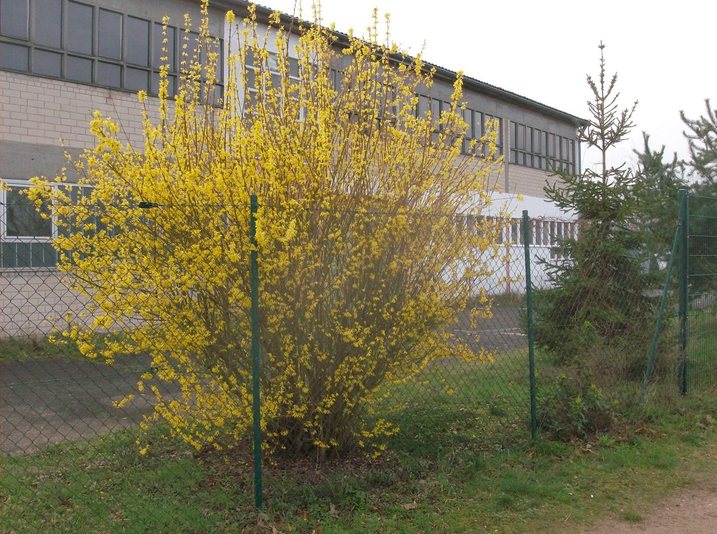 Bild Firma außen Front+Hof gelbe Forsythie HPIM3609.jpg