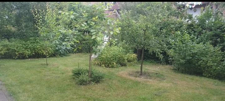 Hintergarten mit Obstbäumen 