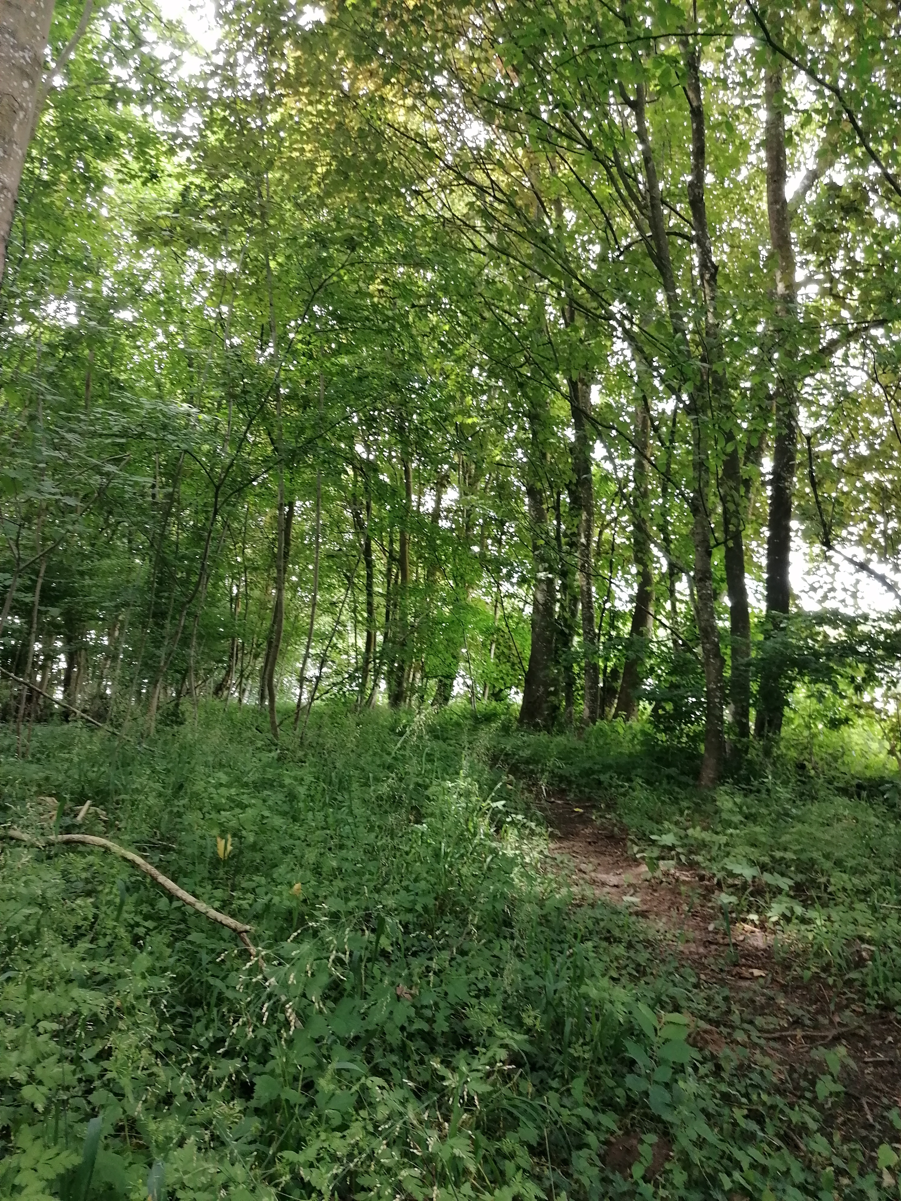 IMG 20240703 144804.jpg