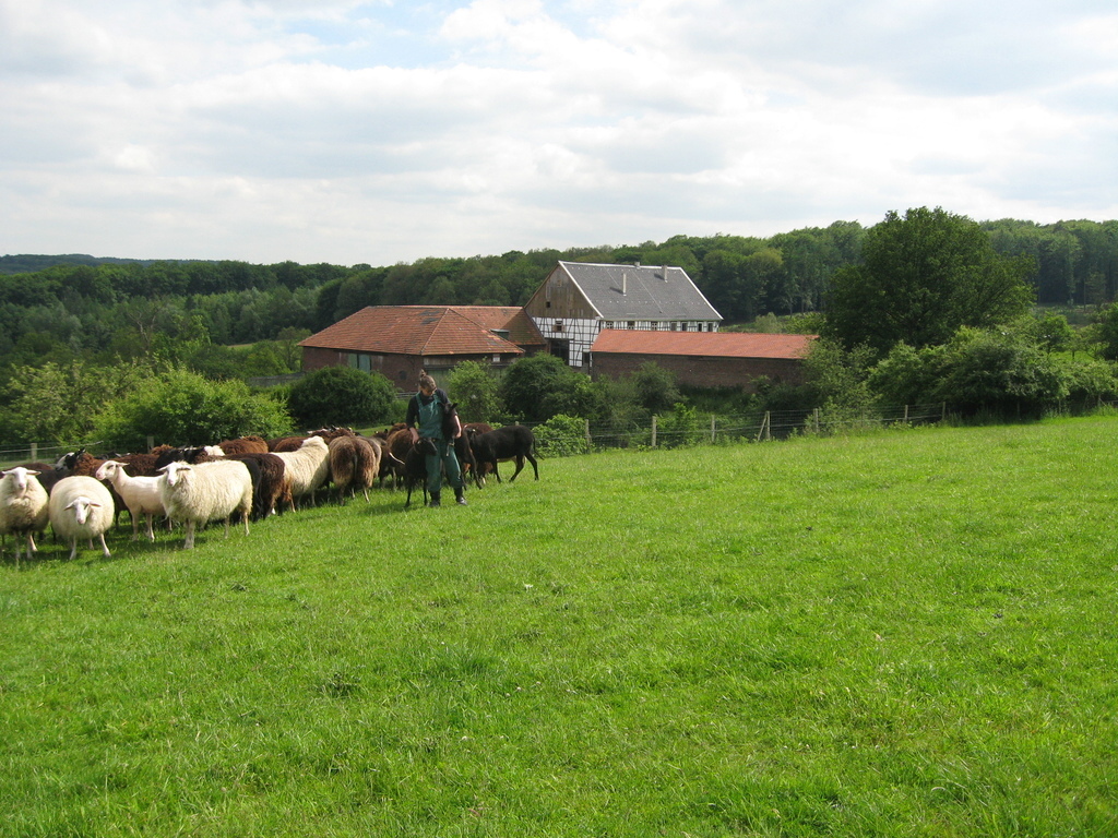 Blick auf Hof im Sommer.JPG