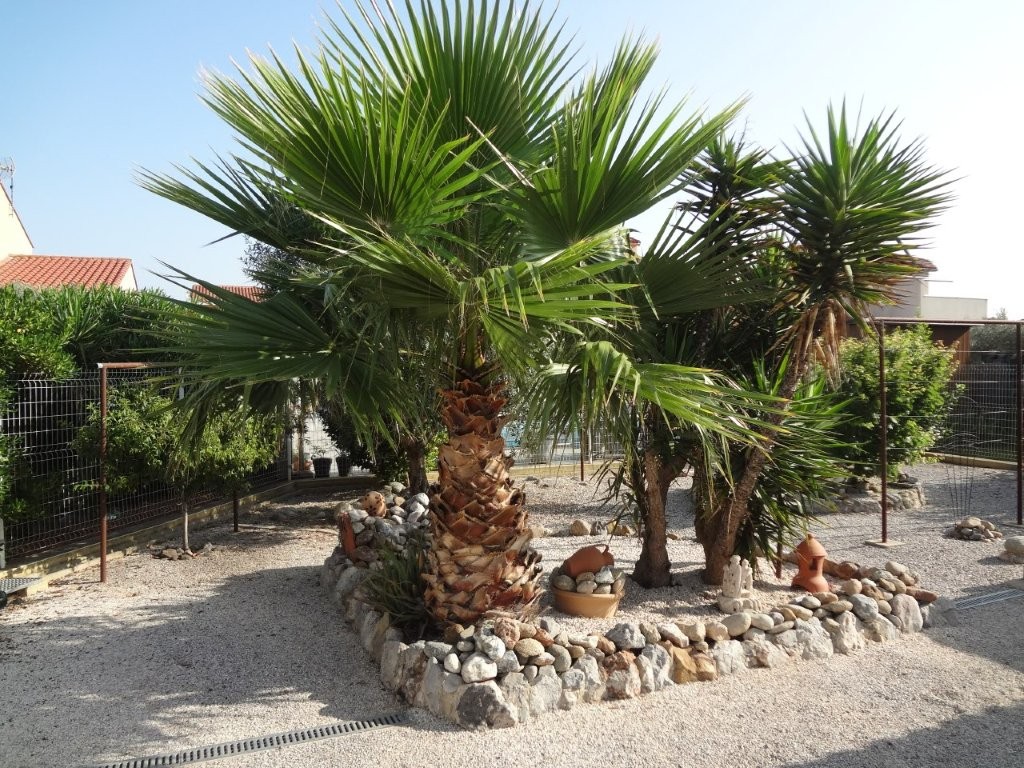 Blick in den Garten mit Palme