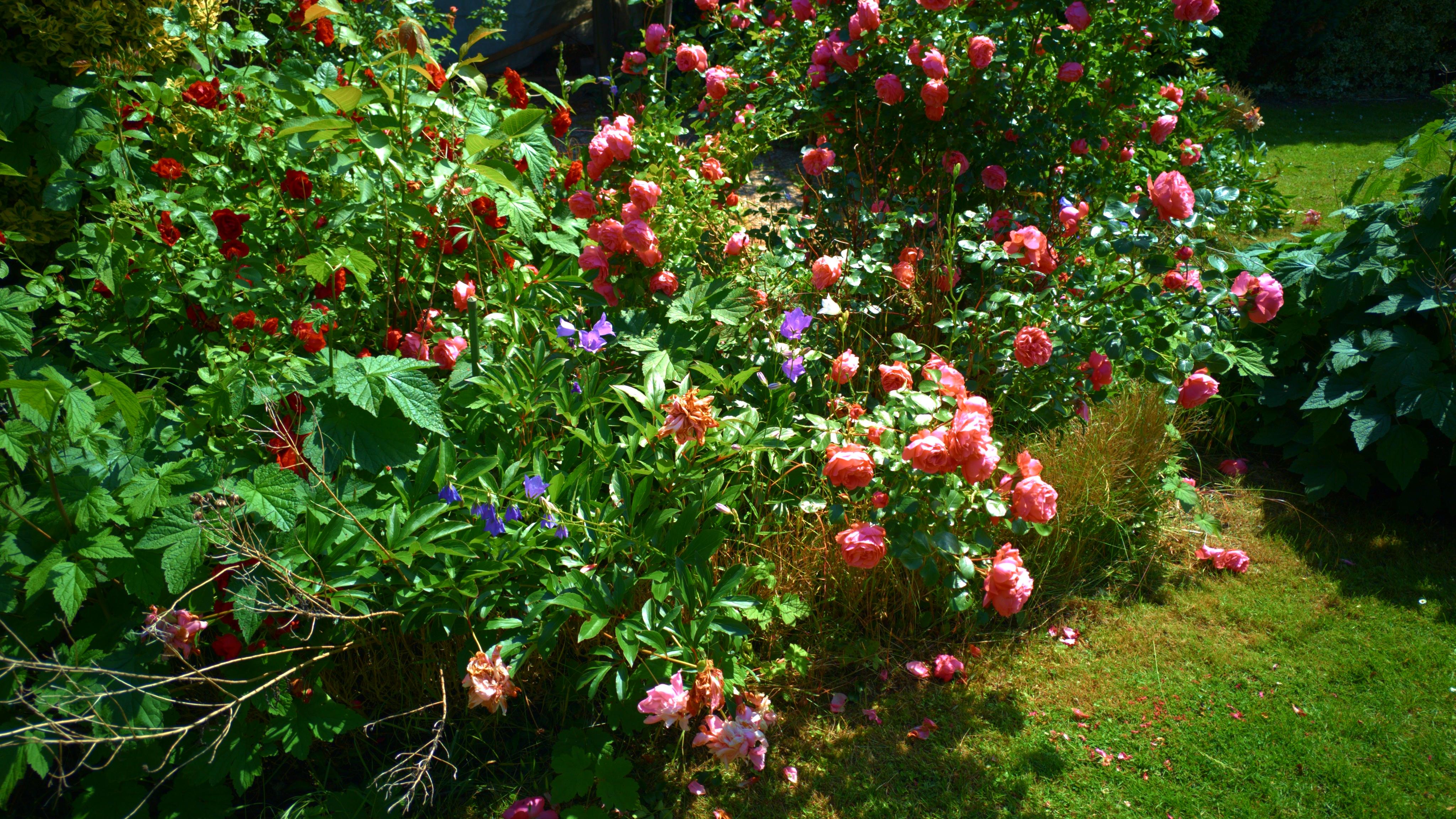 Garten 2 Hauptwohnung.jpg