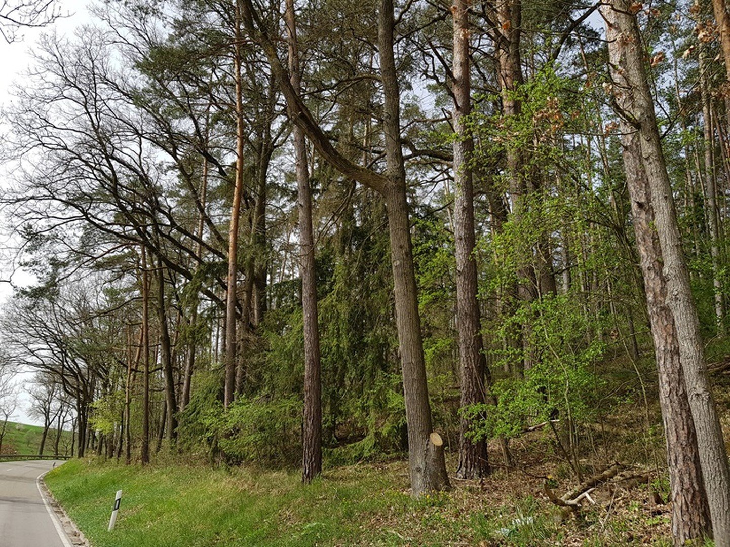 Wald bei Rudelsdorf Nähe Schwabach zu verkaufen!