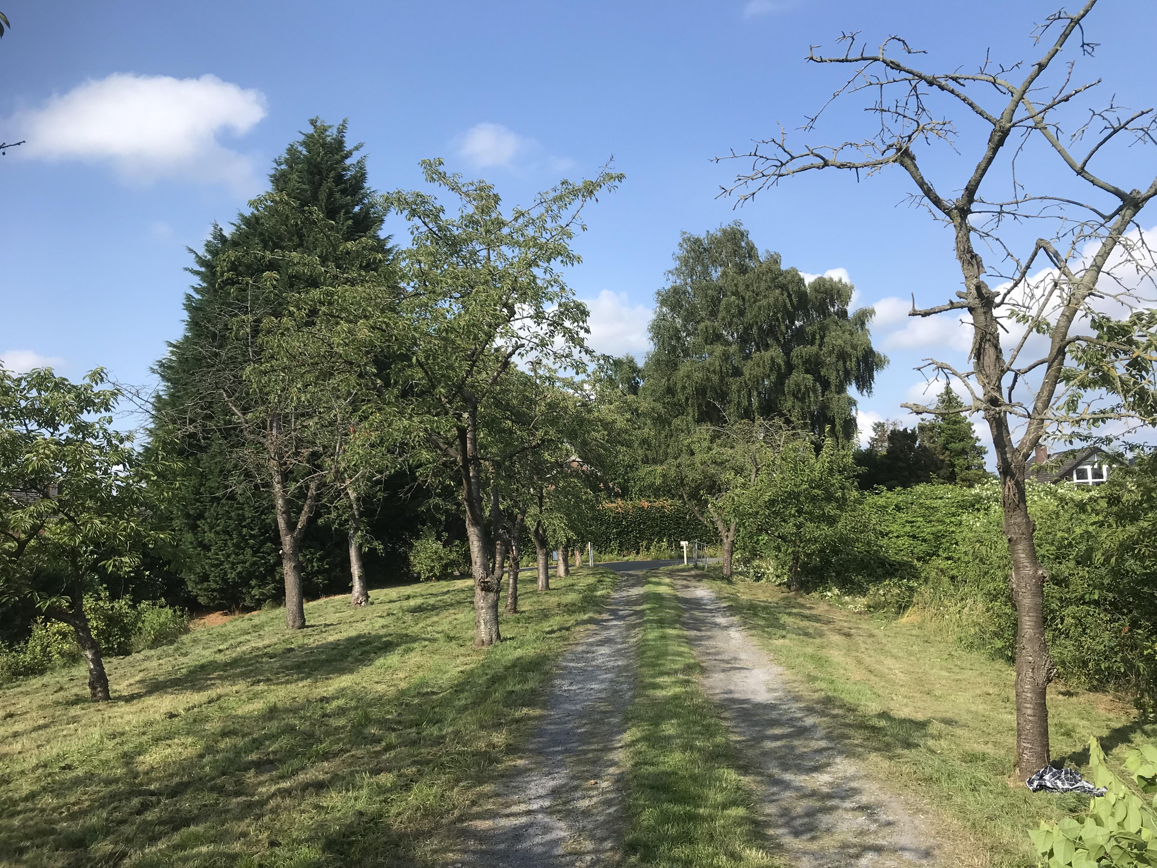 Schönes Baugrundstück (ehemaliger Obsthof) im Alten Land