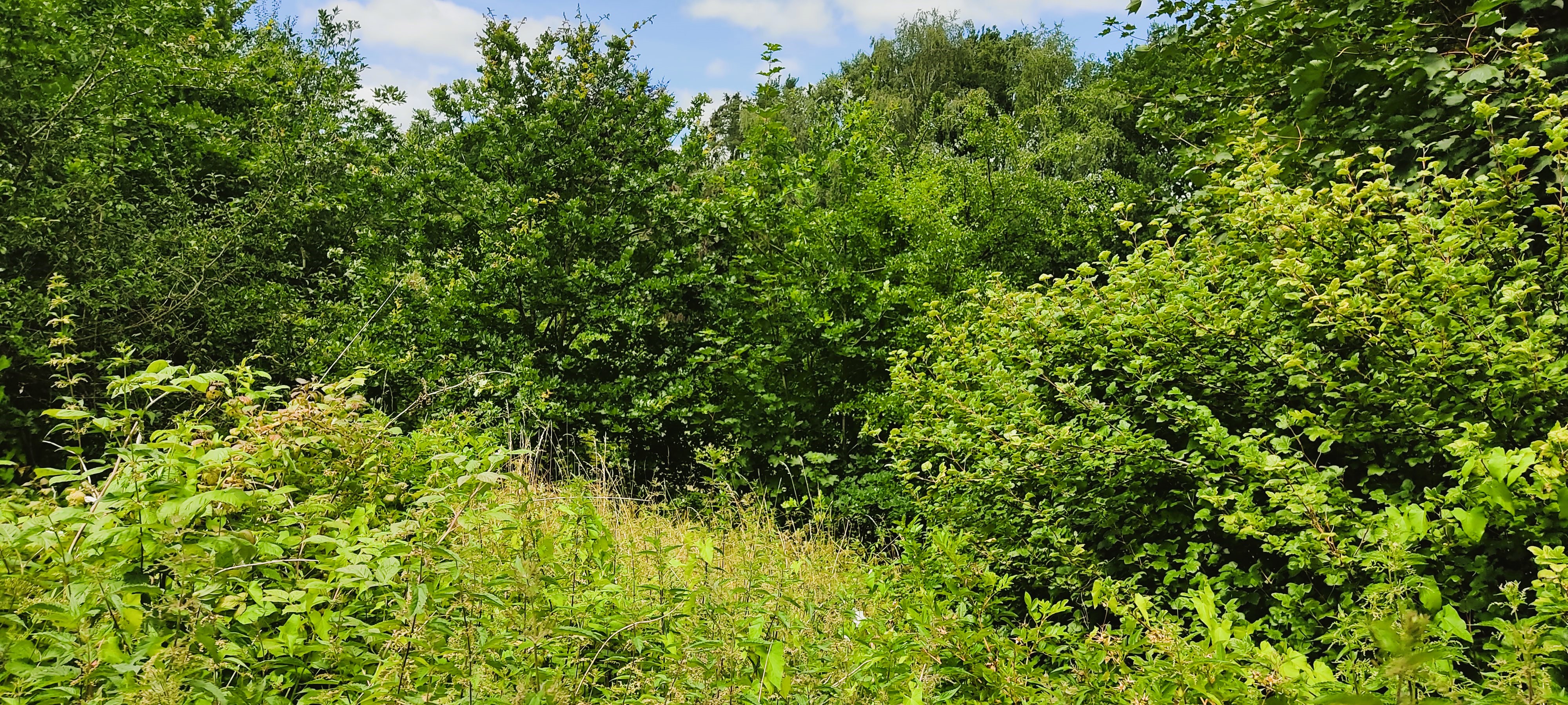 Großzügiges parkähnliches Baugrundstück in Südausrichtung und hervorragender Wohnlage in Hittfeld-Waldesruh