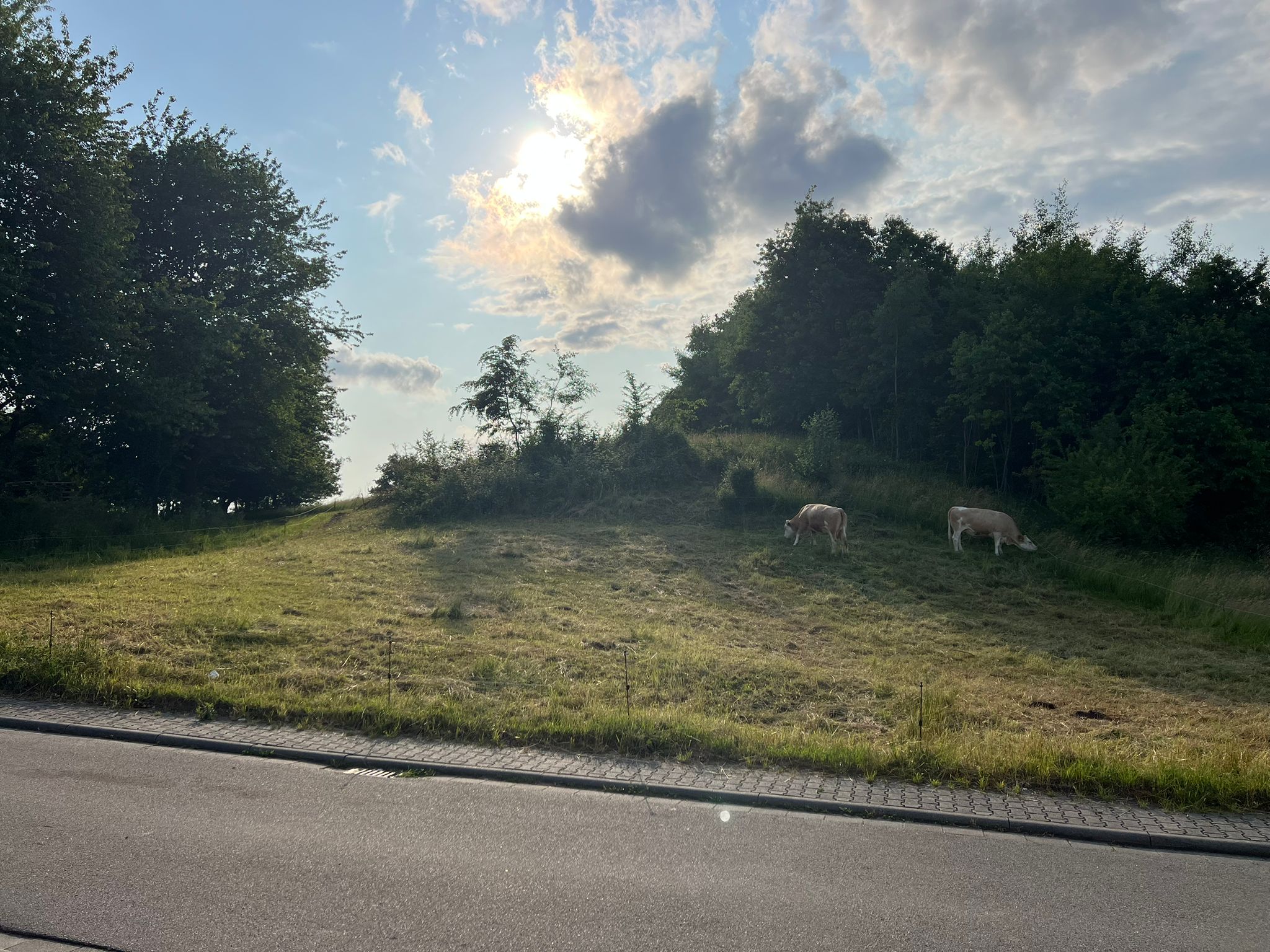 Bauplatz in Rimbach / 1