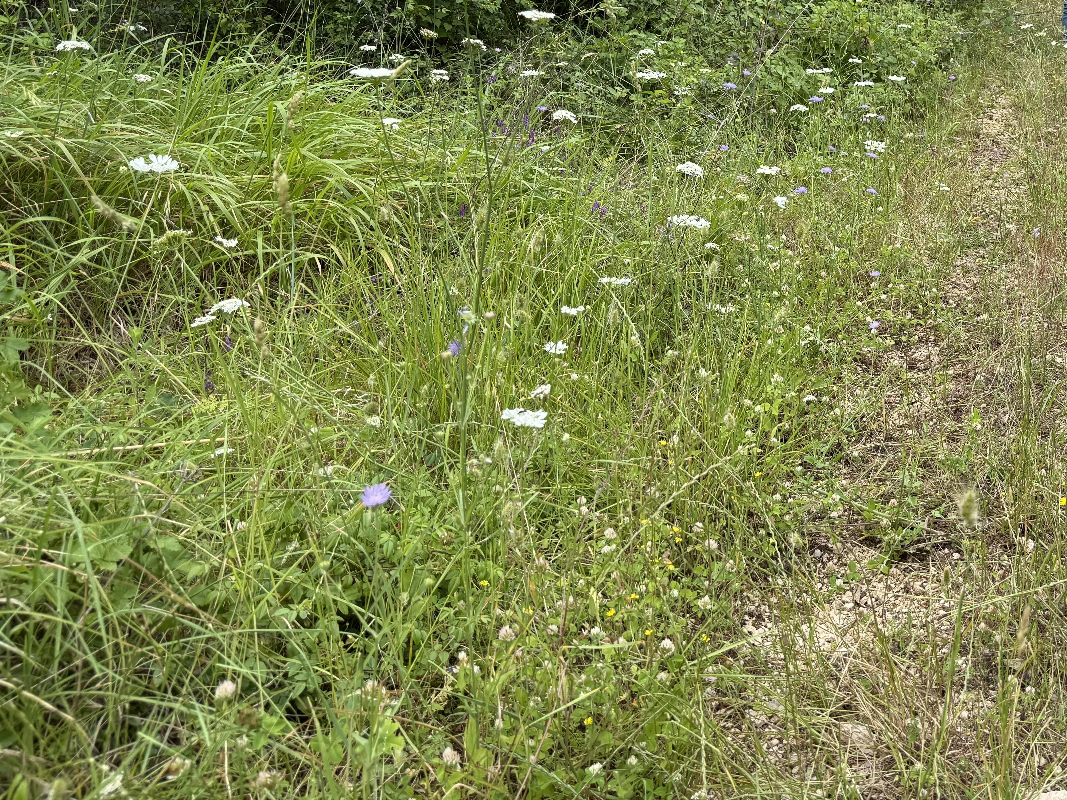 Baugrundstück in Hepberg – ca. 830 m² in sehr guter Lage mit Altbestand