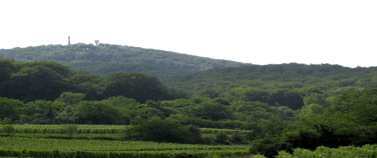Blick auf den Melibokus